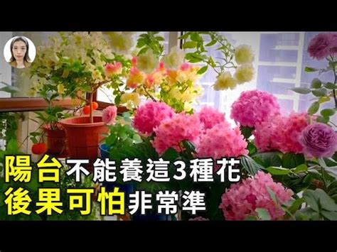 陽台種玫瑰|陽台盛開夢幻：教你打造玫瑰花園